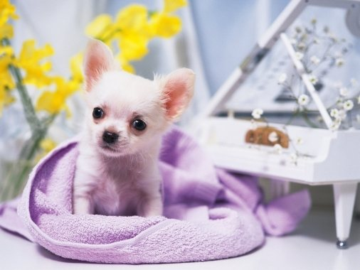 Чи-хуа-хуа – маленькая собачка с большим сердцем!