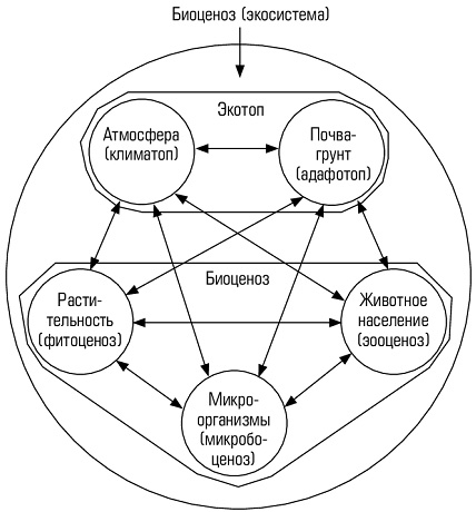  экосистемы основные структурные единицы биосферы  1